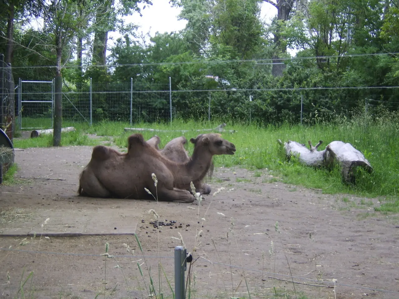 Experiment with Camel Cavalry in the U.S.: An Unrealized Military Strategy
