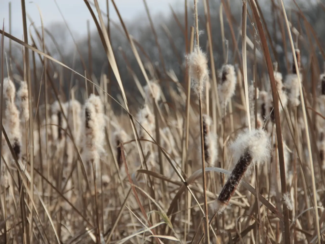 Cotton Corporation of India Salary Structure for 2025: Breakdown of Remuneration and Job...