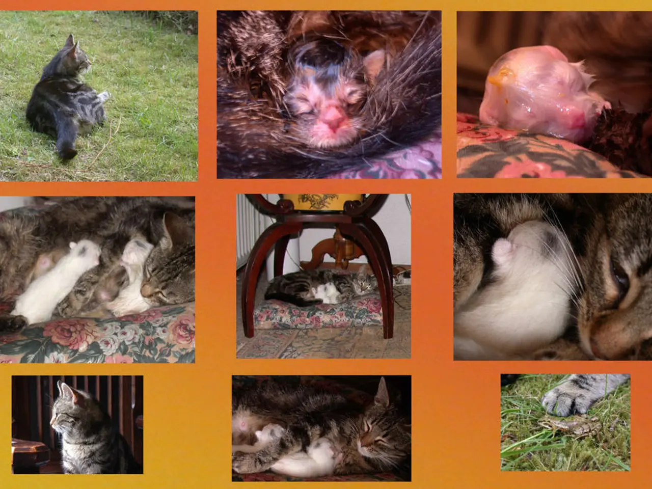 This is a collage picture of different animals.