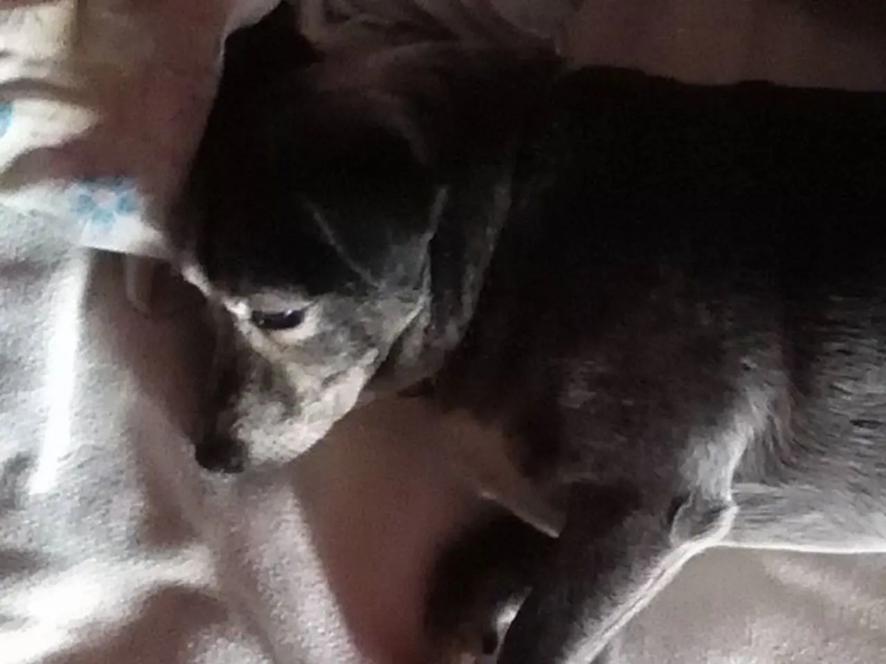 In this image there is a dog sleeping on a bed. There is a pillow below its head.