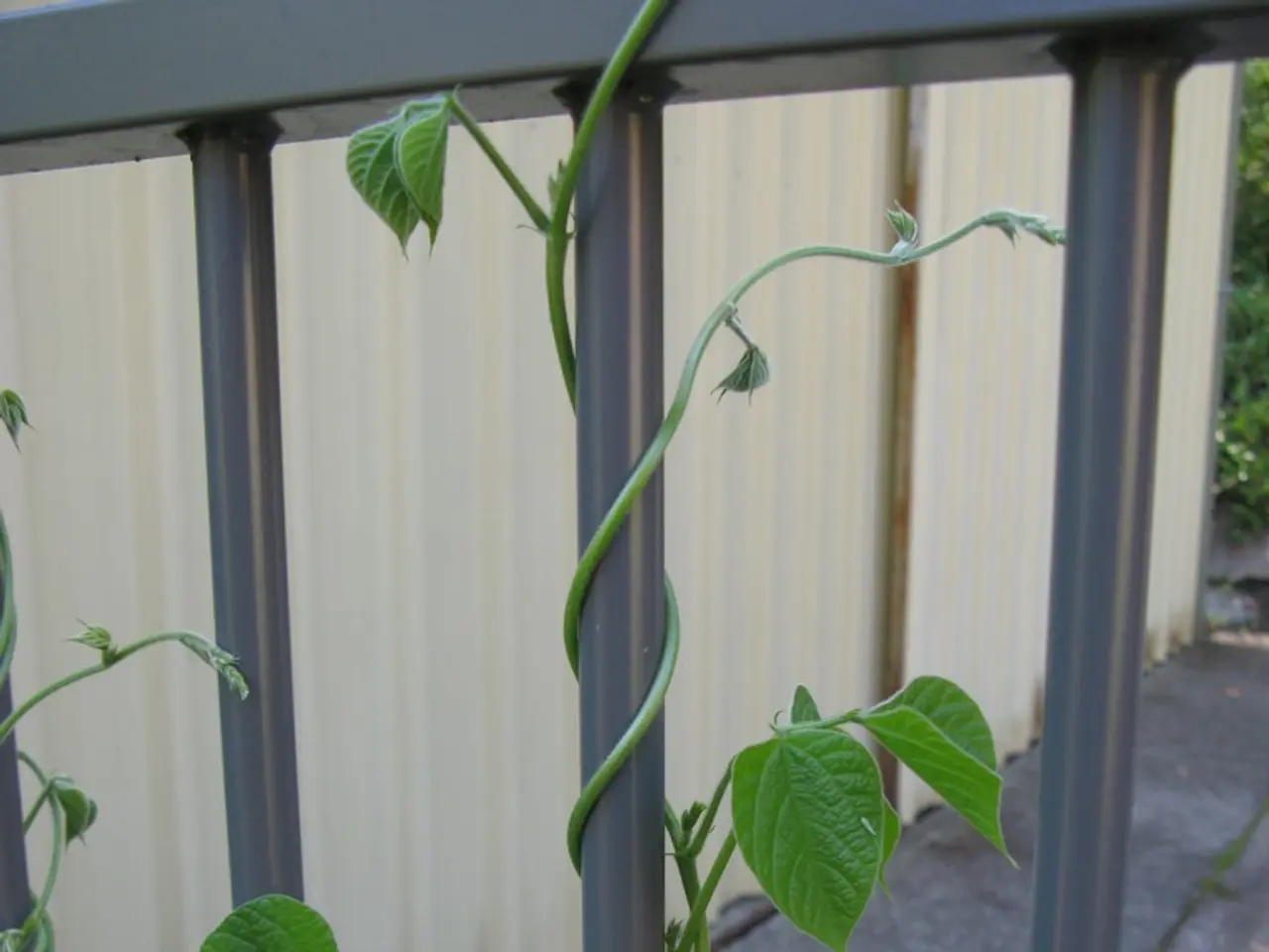 In this picture there is a creeper on the railing. At the back there are plants and there is a...