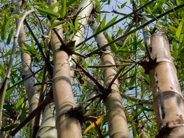 Achievements in the Agro-Industry: Lakhan Yadav's Journey of Establishing a Rs 2 Crore Bamboo...