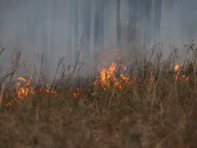 Zabaykalye allocates 2.4 billion for forest fire expenses
