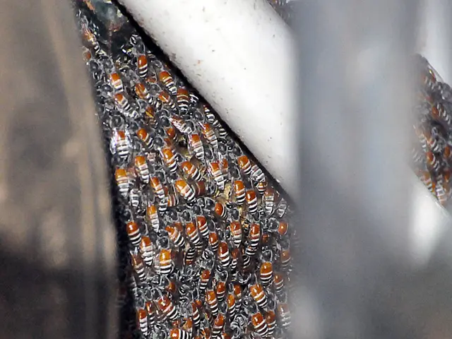 EU-wide issue: Counterfeit honey import concerns escalate amongst Latvian beekeepers