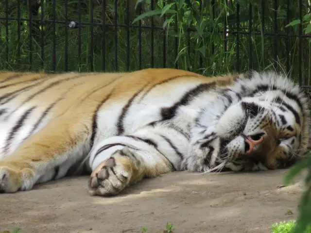 Diversion of Forest Land for Coal Project Approved within Maharashtra's Tiger Habitat, Encompassing...