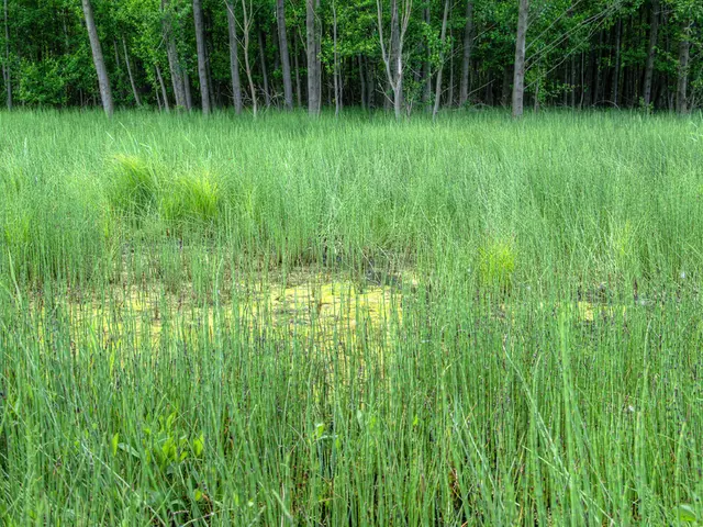 Forest-Based Economic Activities in Brown County