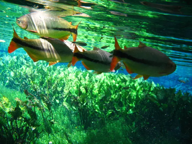 Coastal Aquaculture Venture: Financial Success for Indian Fish Producers through Giant Trevally...