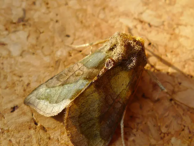 Landmark £32.5m Moth Manor case challenges established property law, shifting the focus from buyer...