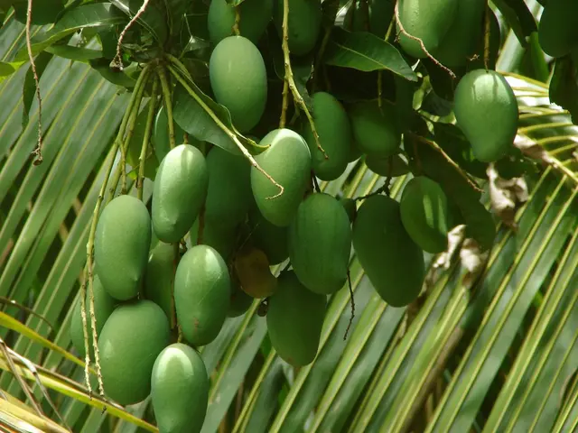 Comprehensive Manual for Inexperienced Farmers in India on How to Cultivate Mangoes