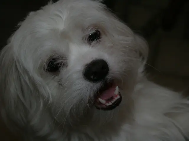 Shiba Inu Faces Potential $52 Million Short Selling Liquidation, Predicted Price Decrease