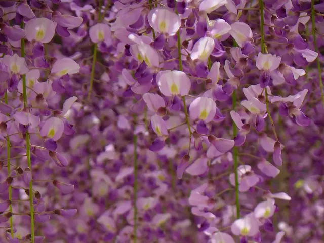 Indian orchard farmers stand to benefit significantly from cultivating the 'Black Gold' of orchards...