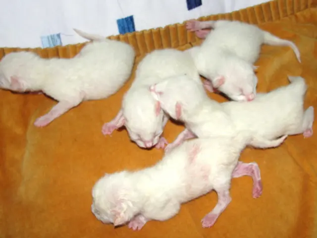 Almond trouble looms: Over 100,000 acres of Central California orchards contaminated by rats