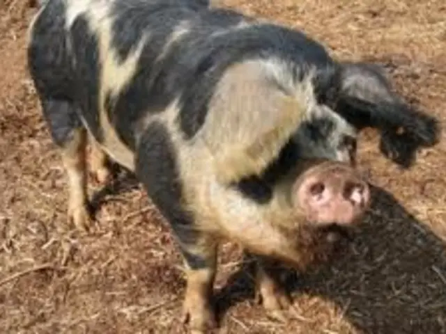 Offensive odors from a slaughterhouse are causing disturbance for residents in Gütersloh