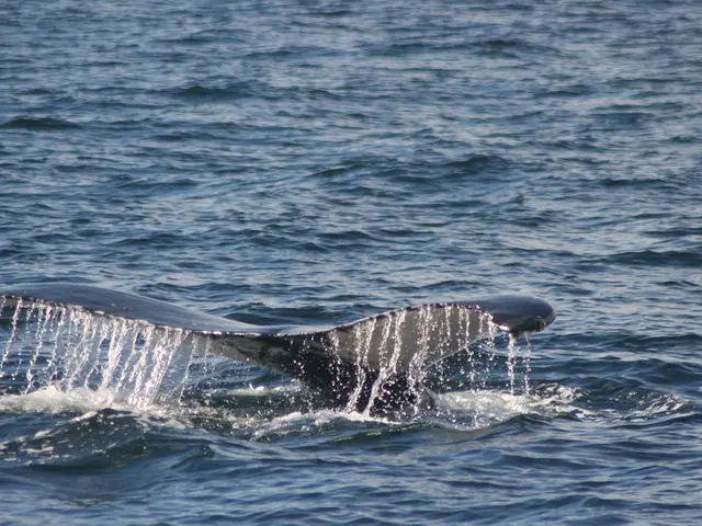 In a rapid 48-hour span, whales have made substantial acquisitions of 50 million XRP, causing the...