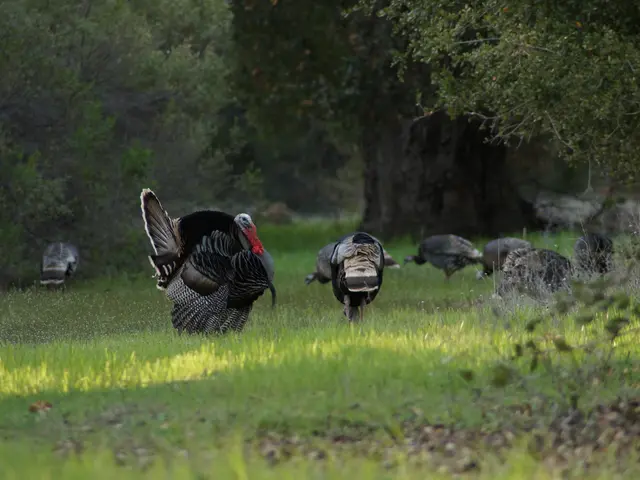 Rapid growth in Turkey's industrial sector, marked by a 1.5-year high