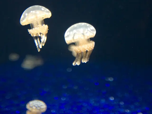 Nuclear power plant in France temporarily halted due to an influx of jellyfish affecting its...