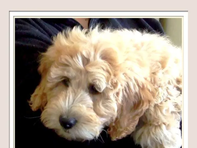 Dogecoin's (DOGE) Price Follows Gold Cross Pattern, Sustaining Long-term Bullish Prediction in the...