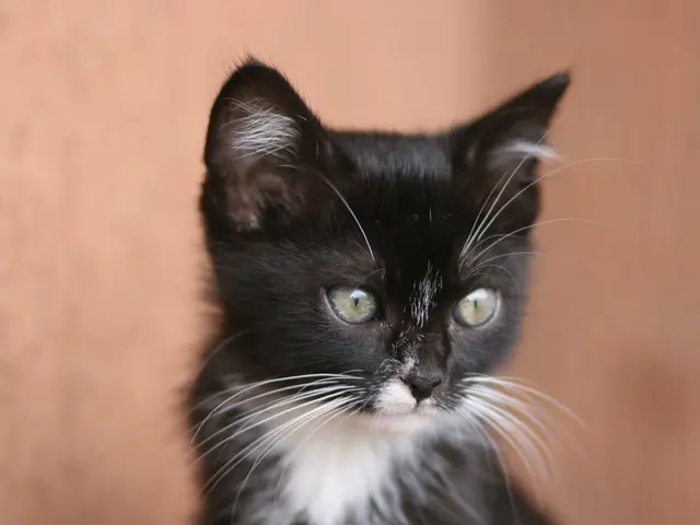 Strategies for Minimizing Monetary Setbacks When Purchasing an American Automobile