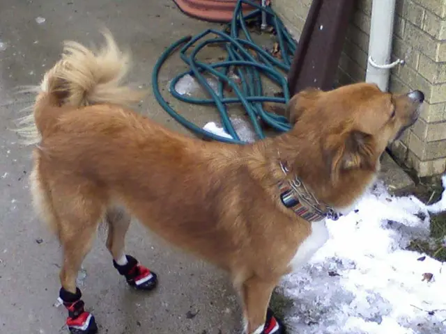 Dogcoin Forecast Sees Potential High of $2.35 According to Expert Predictions