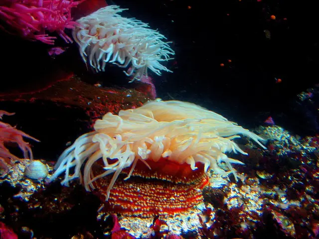 Coastal Protected Marine Area: Apo Island Sanctuary