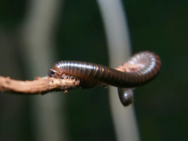 Texan Authorities Take Action Against Worm Infestation Adversely Affecting Cattle Industry