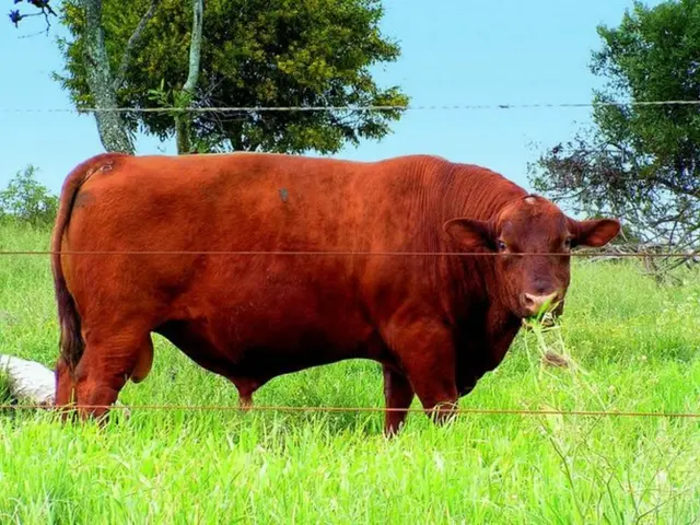 Anticipated Dogecoin Value by August 17