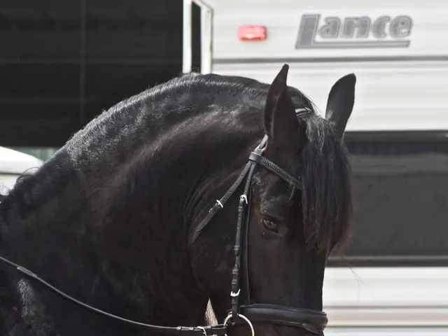 Securing a Horse in a Trunk: Proper Methods for Cargo Transportation