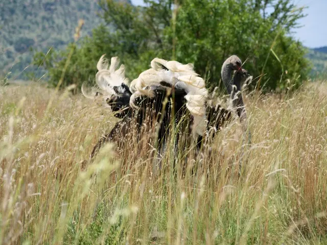 Investment strategy of Scotland's development bank primarily focuses on impact investments