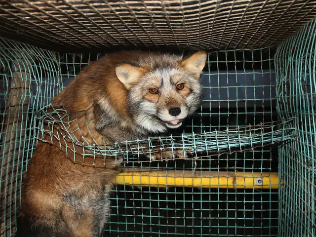 Copper Fox Advances the Warrant Expiry Date Tech Update