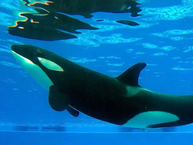 Federal authorities to conclude Alaska oil lease evaluation without public input sought