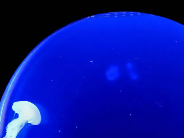 In the image we can see some marine invertebrates.