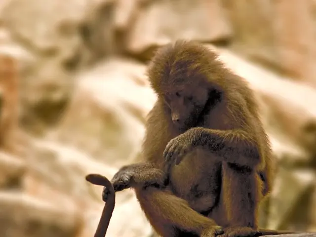 In this image I can see two monkeys and they are in brown color and I can see the money is sitting...