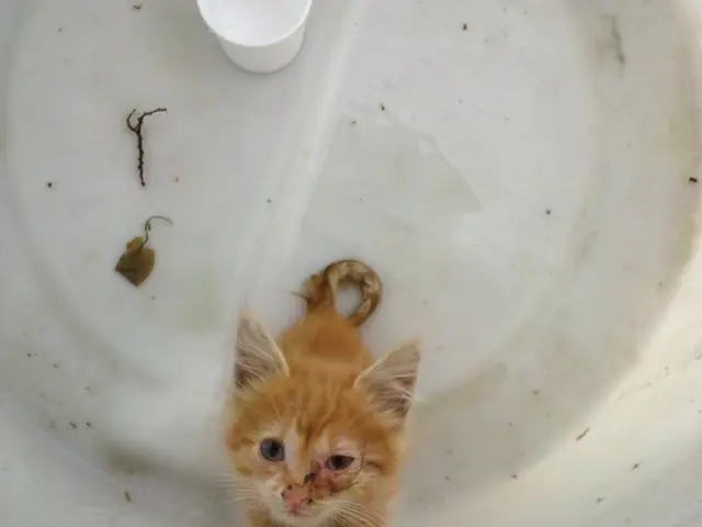 In this image there is a small kettle standing in the white pipe. At the top there is a cup.