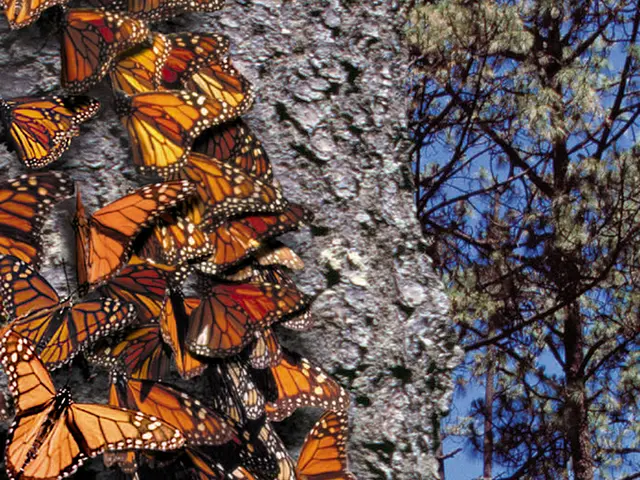 In this picture there are butterflies on the left side of the image and there are trees on the...