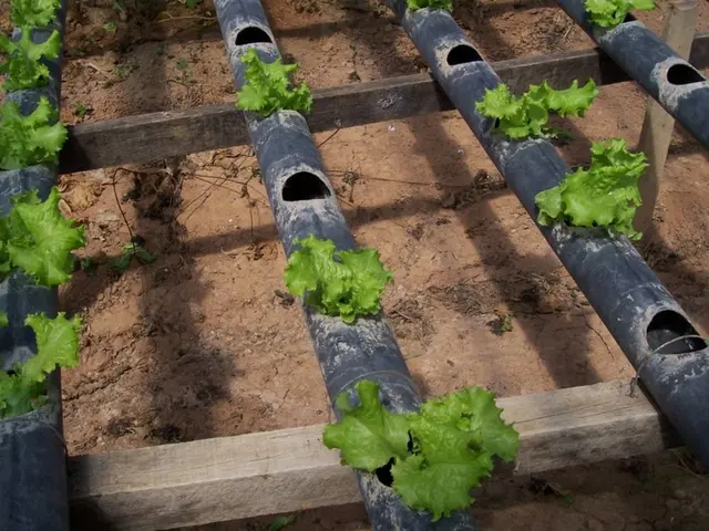 In this picture I can see there are few pipes and there are few plants in the pipe and there are...