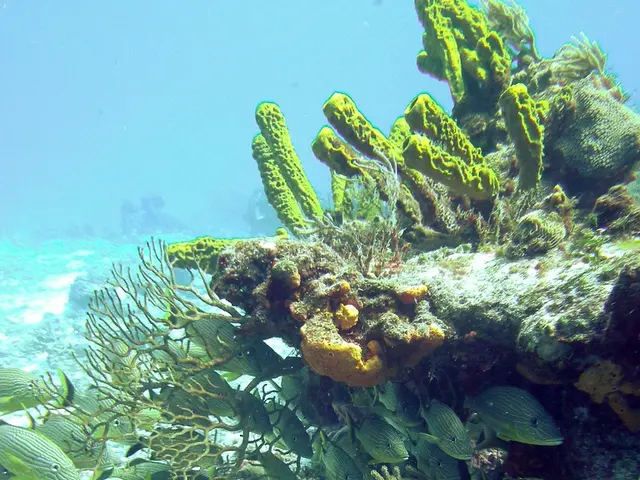 In the foreground I can see fishes, submarine plants and water. This image is taken under the...